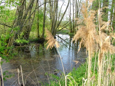 Die Totenlachen bei Scherneck